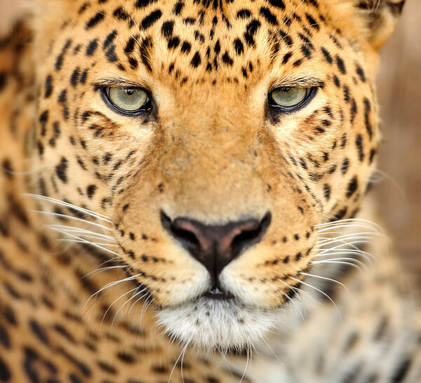 Leopard portrait on dark background