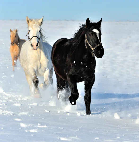 Häst — Stockfoto