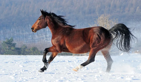 Caballo — Foto de Stock