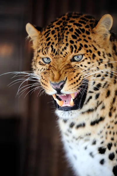 Retrato de leopardo — Fotografia de Stock