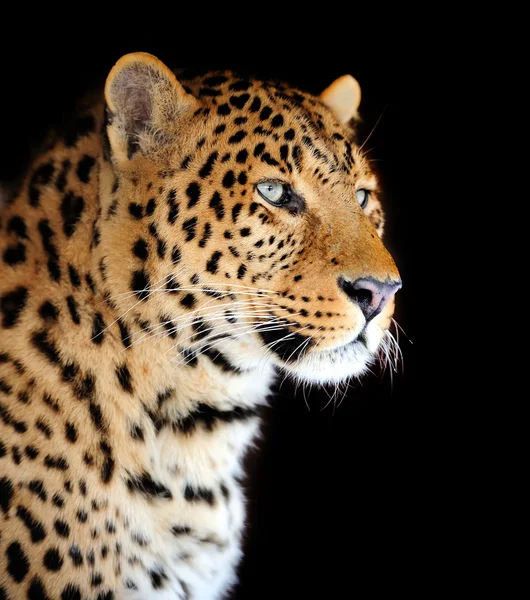 Leopardí portrét — Stock fotografie