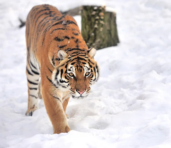 Tigre — Foto Stock