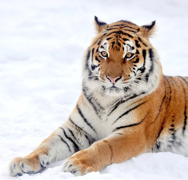 Tiger — Stockfoto