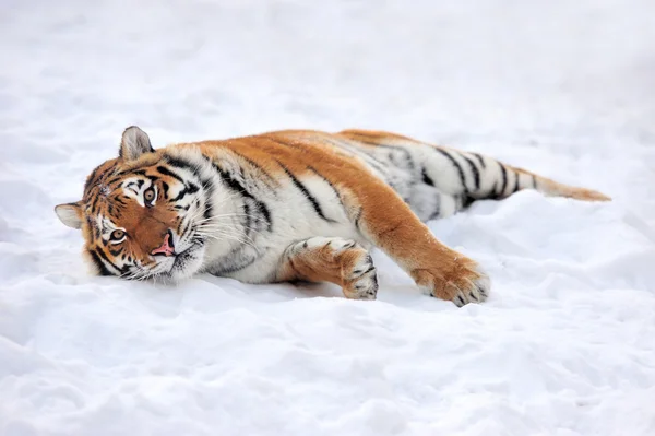 Tigre — Fotografia de Stock