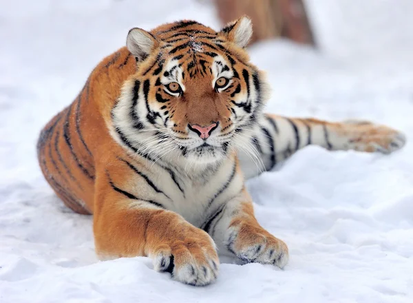 Tiger — Stockfoto