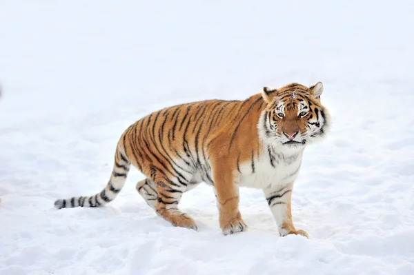 Tiger — Stockfoto