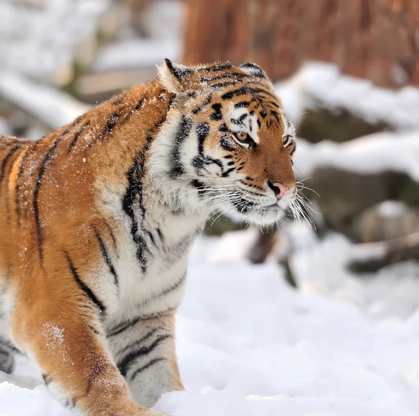 Tijger — Stockfoto