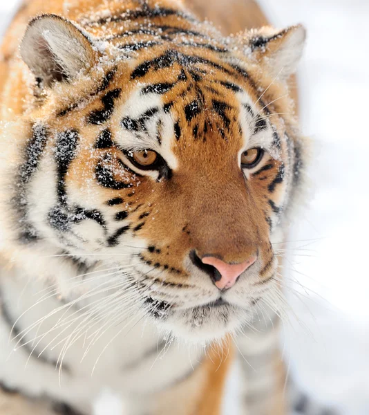 Tiger — Stockfoto