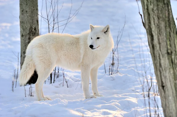 Wolven — Stockfoto