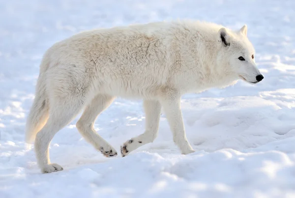 Wolf — Stockfoto