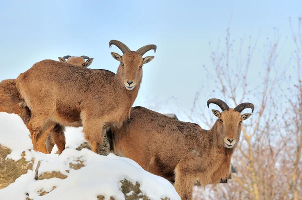 Young Alpine Ibex — Stock Photo, Image