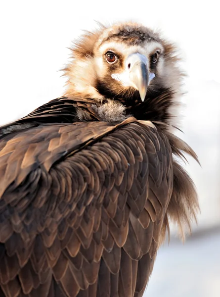 兀鹫 — 图库照片