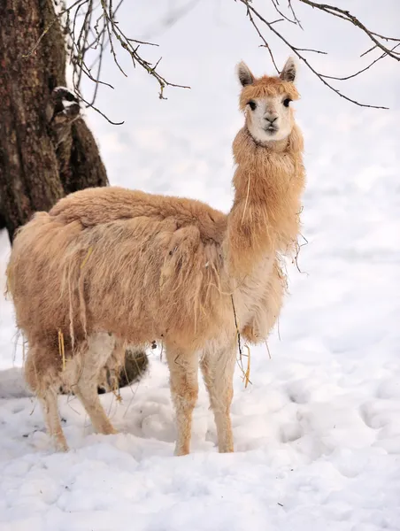 Alpaca — Fotografia de Stock