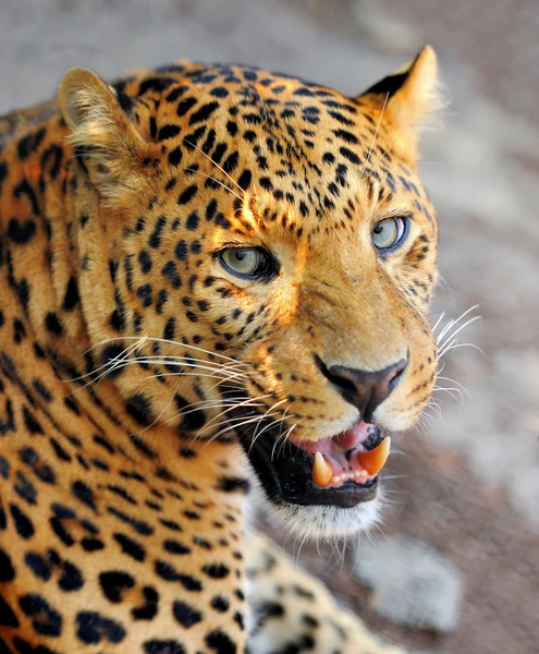 Retrato de leopardo —  Fotos de Stock