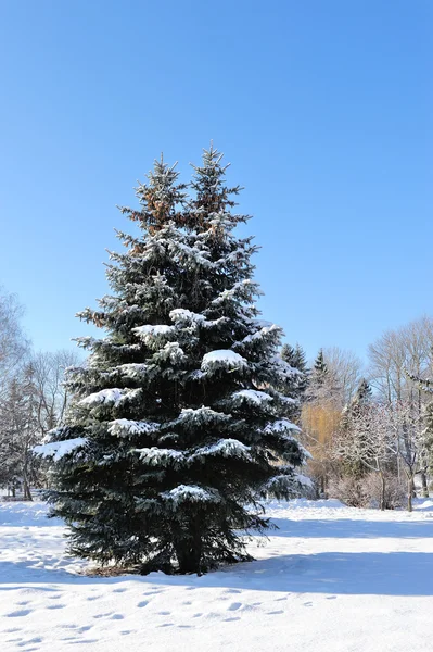 Parque de invierno — Foto de Stock