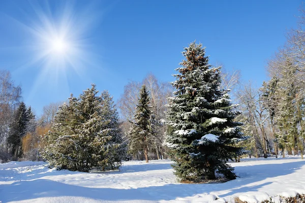 Parque de invierno — Foto de Stock