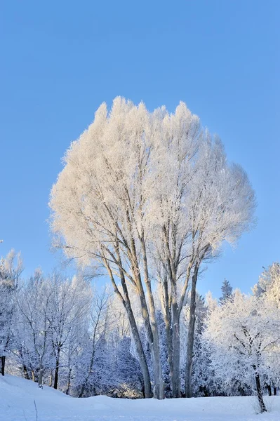 Winter park — Stock Photo, Image