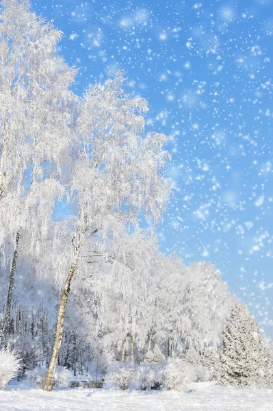 Parque de Inverno — Fotografia de Stock