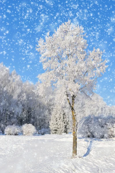 Parque de Inverno — Fotografia de Stock