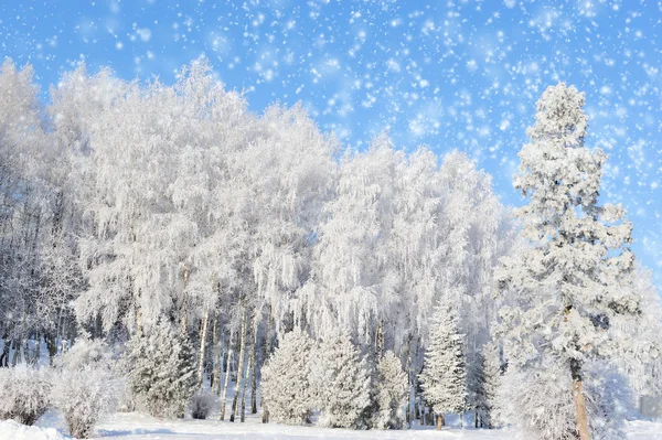 Parque de Inverno — Fotografia de Stock