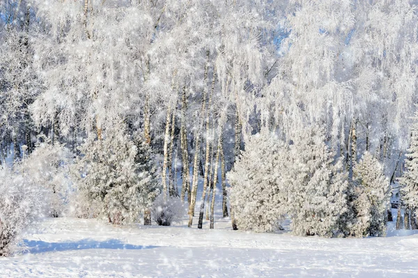 Vinterparken — Stockfoto