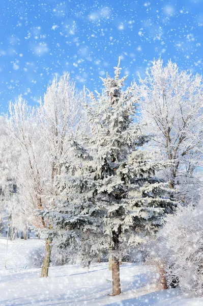 Parque de Inverno — Fotografia de Stock