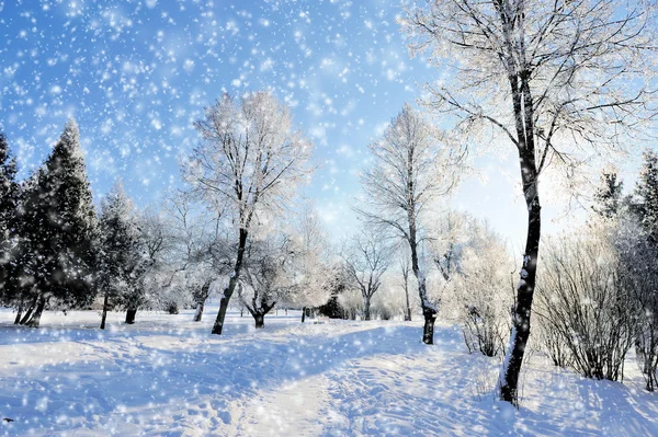 Parque de invierno — Foto de Stock