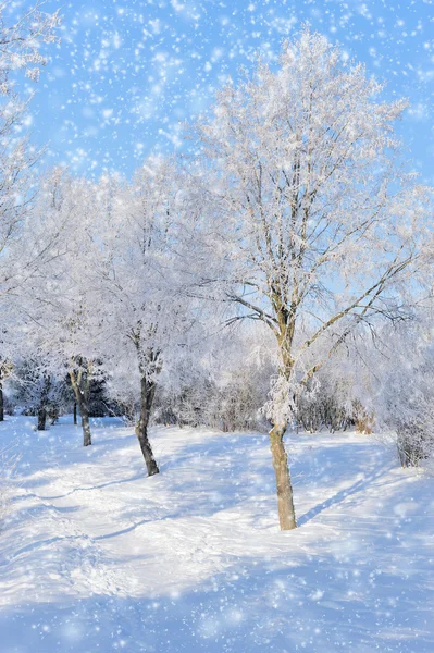 Parque de Inverno — Fotografia de Stock