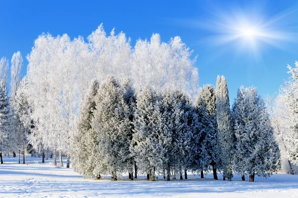 Parque de Inverno — Fotografia de Stock