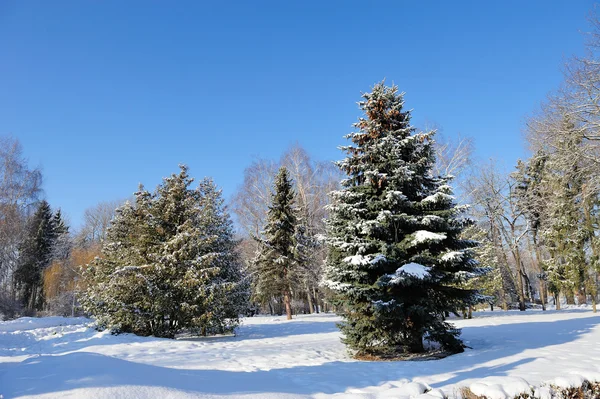 Parque de Inverno — Fotografia de Stock