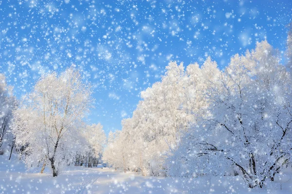 Parque de Inverno — Fotografia de Stock