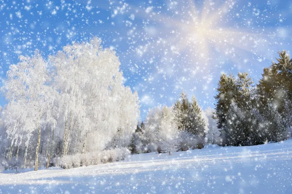 Parque de invierno — Foto de Stock