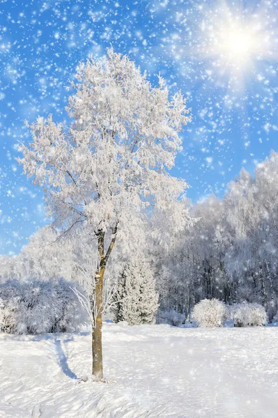 Parque de Inverno — Fotografia de Stock