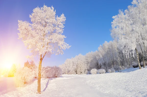 Parque de Inverno — Fotografia de Stock