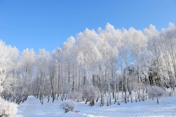 Winter park — Stockfoto