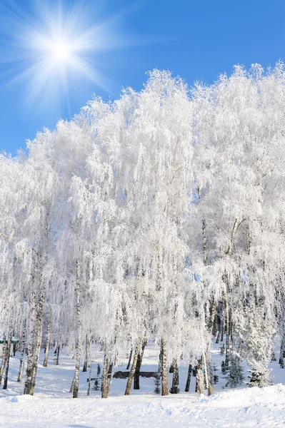 Parque de invierno —  Fotos de Stock