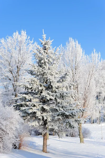 Winter park — Stockfoto