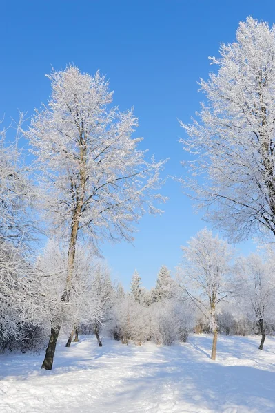 Winter park — Stockfoto