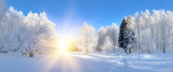 Parque de Inverno — Fotografia de Stock