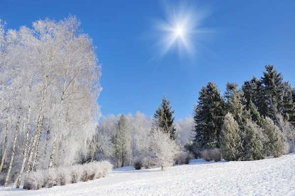 Winter park — Stockfoto