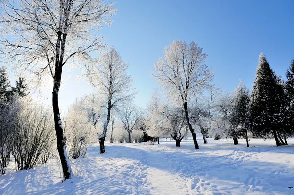 冬の公園 ロイヤリティフリーのストック画像