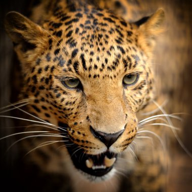 leopar portre