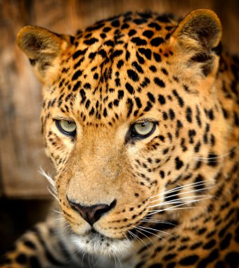 leopar portre