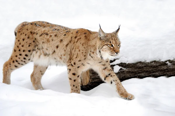 Luchs — Stockfoto