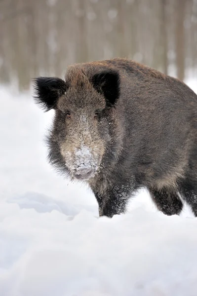 Cinghiale — Foto Stock