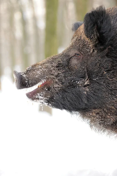 Wildschweine — Stockfoto