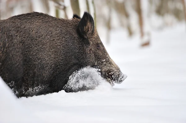 Wildschweine — Stockfoto