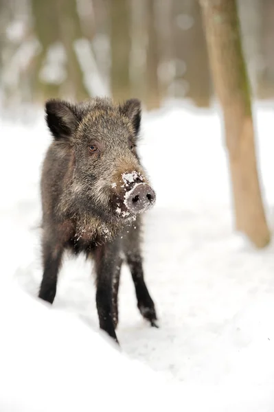 Wildschweine — Stockfoto