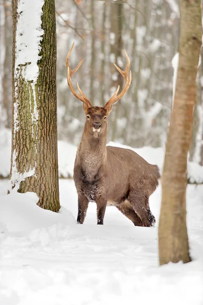 Rådjur — Stockfoto