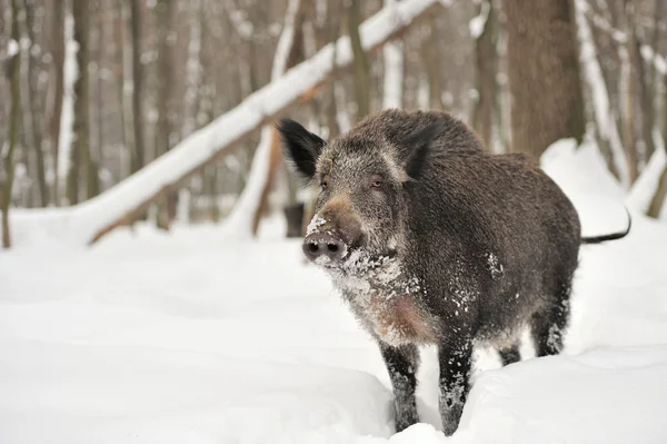 Wildschweine — Stockfoto